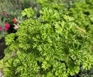 PHOTO-2025-04-25-15-09-48 2